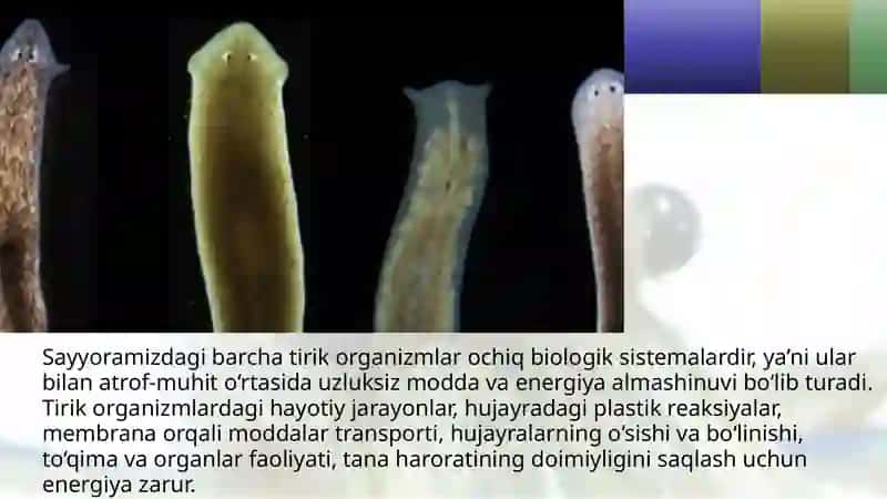 Tirik organizmlarning oziqlanishga ko‘ra turlari 2