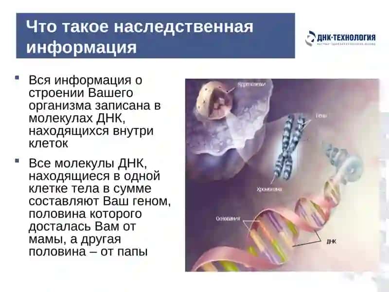 Обыкновенное чудо генетики 2