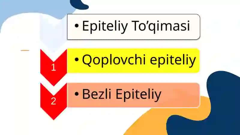EPITELIY TO’QIMASI 2