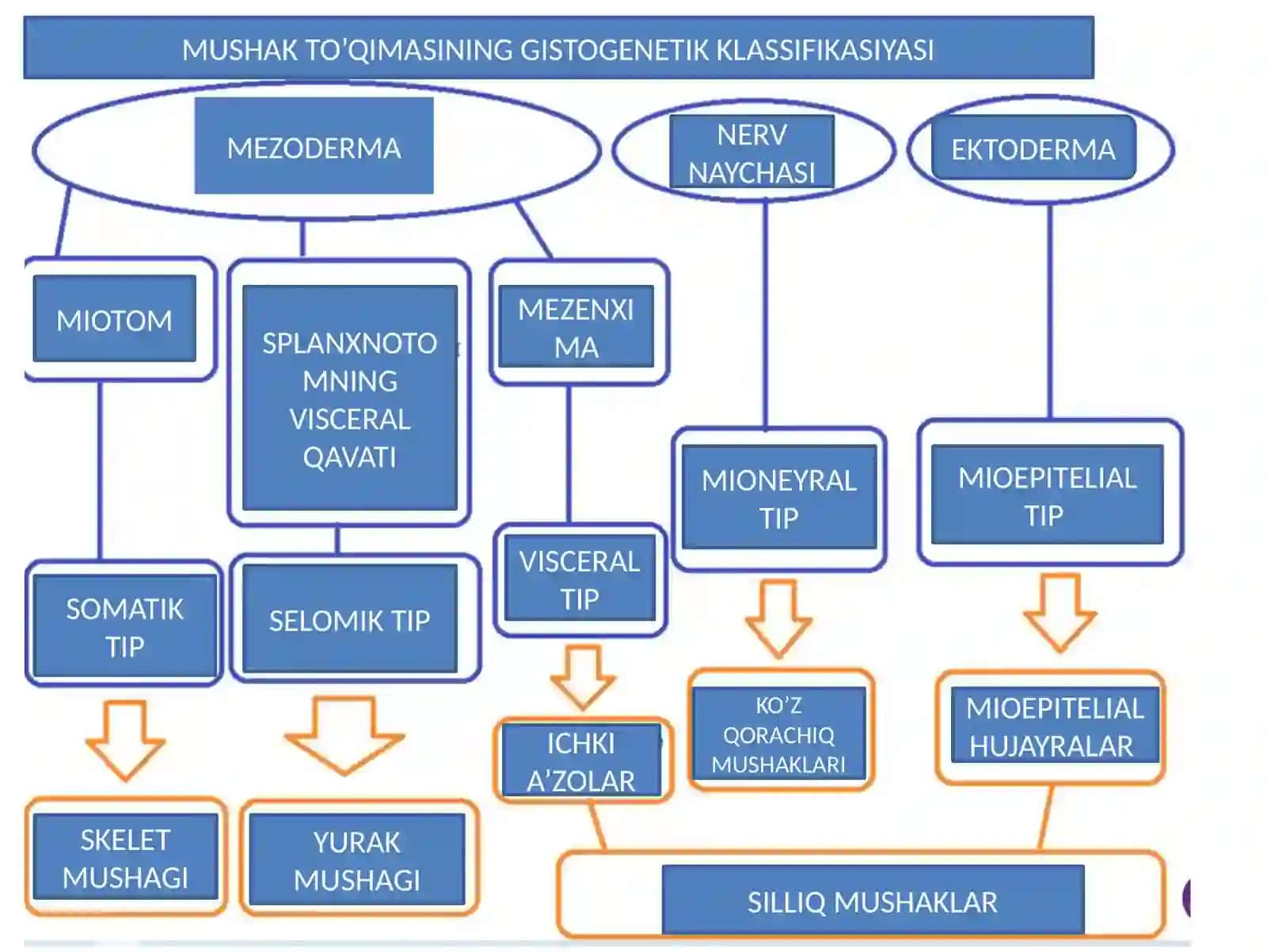 Mushak to’qimasi 2
