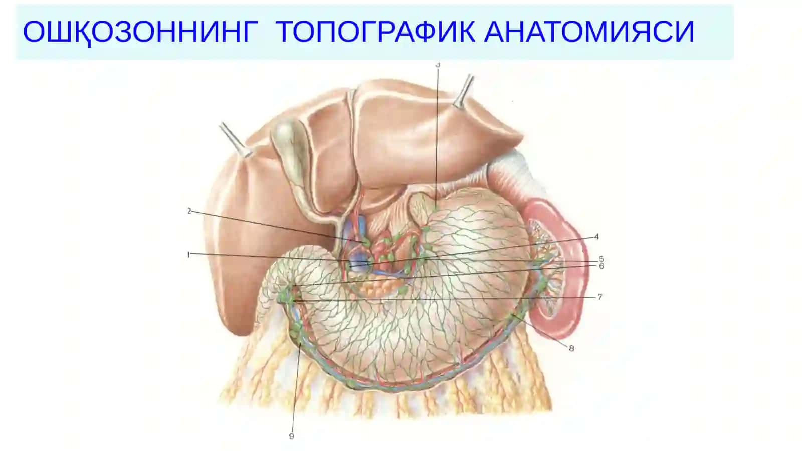 ОШҚОЗОН РАКИ– (С16.1,2,3, 4): 2
