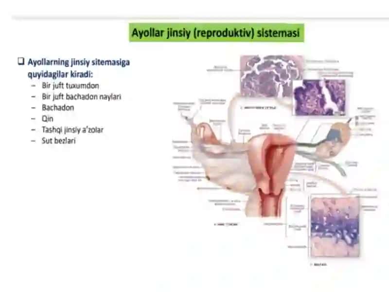 Ayollar reproduktiv sistemasi 2