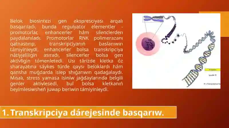 Belok biosinteziniń basqarılıwı 2