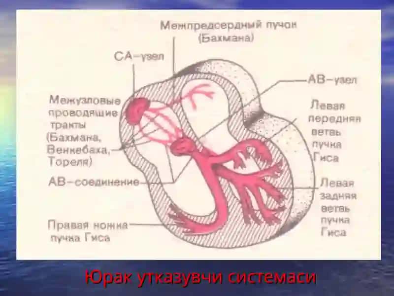 ЮРАК АРИТМИЯЛАРИ ва ҚАМАЛЛАРИ 2