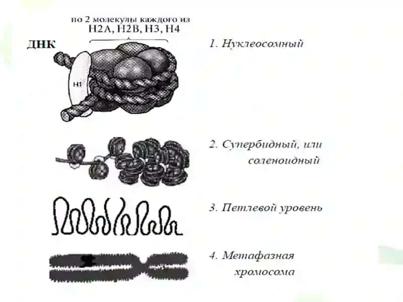 Геномнинг турли тузилиш даражалари 2