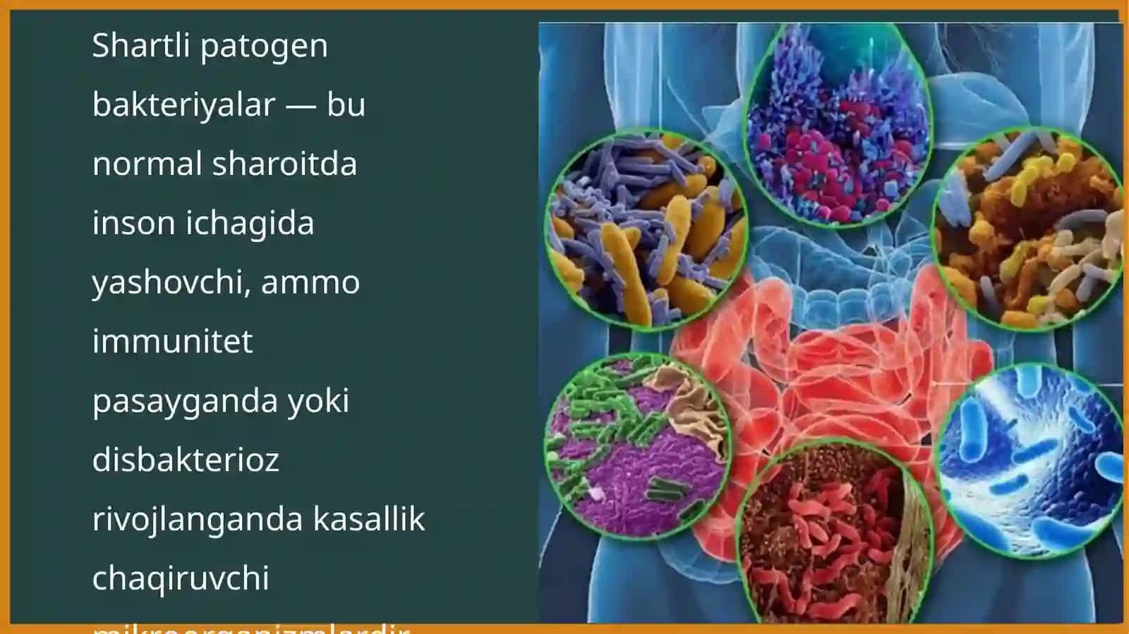 Shartli patogen diareyagen ichak bakteriyalari 2