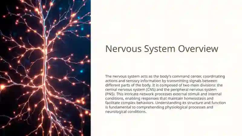 NERVOUS SYSTEM 2
