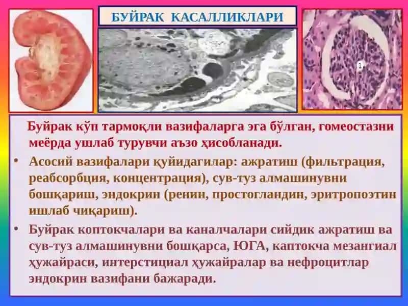 Буйрак касалликлари 2