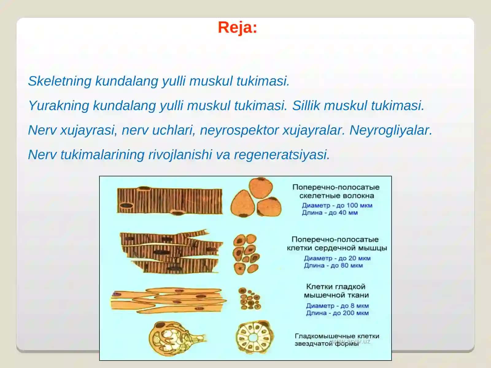 «Muskullar fiziologiyasi» 2
