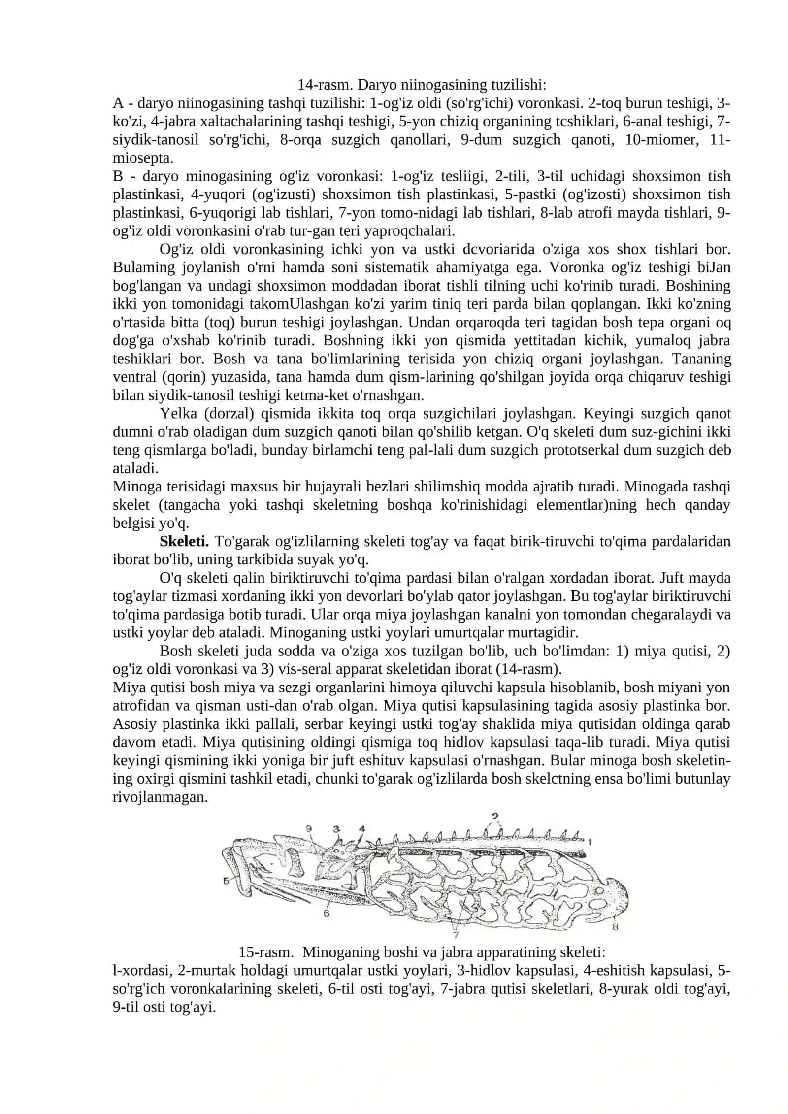 Daryo minogasining tuzilishi 2