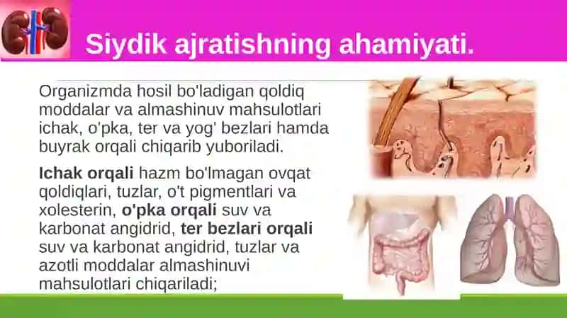 Siydikayrish organlarining tuzilishi 2