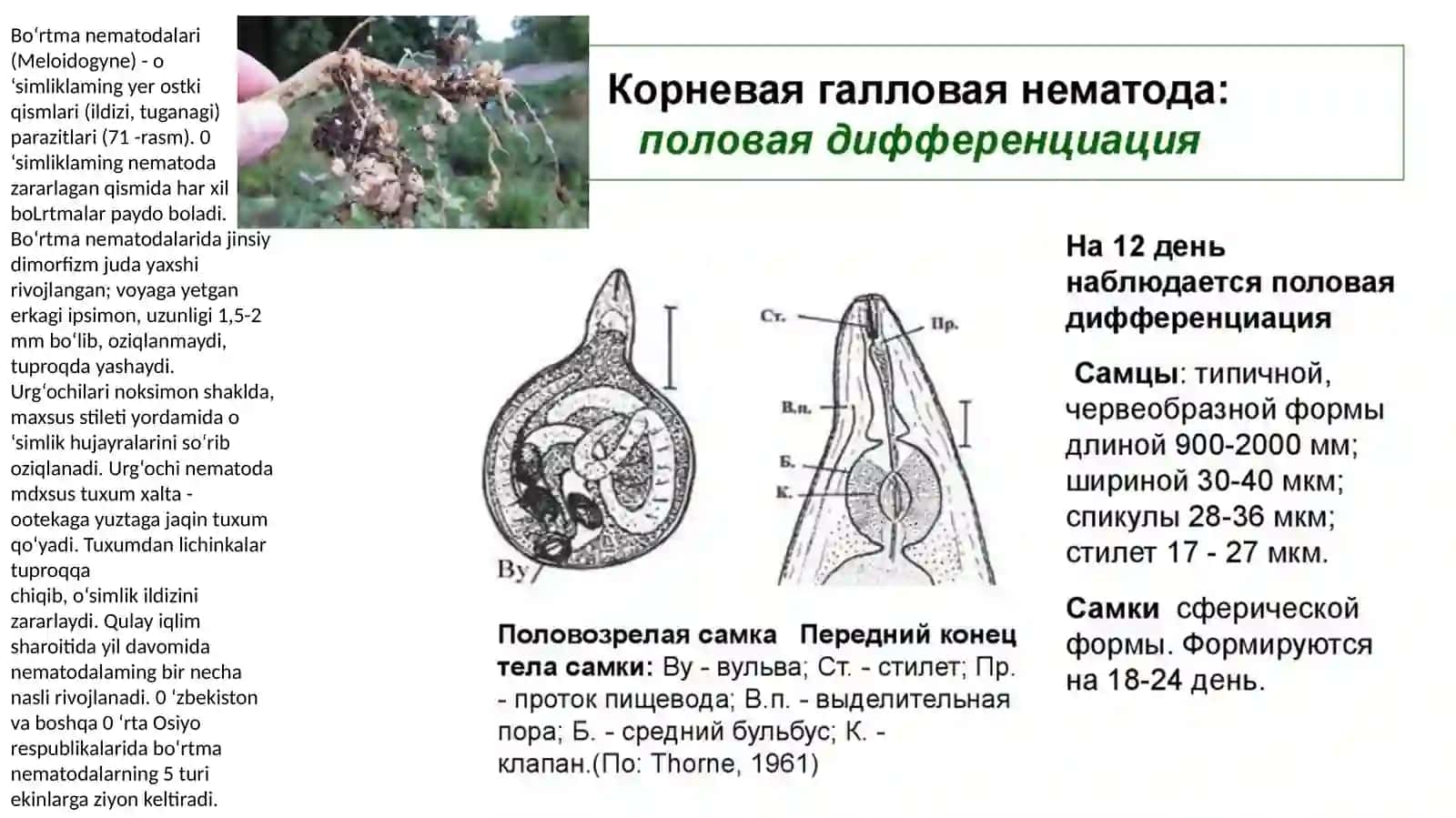 Bo‘rtmanematodalari (Meloidogyne) 2