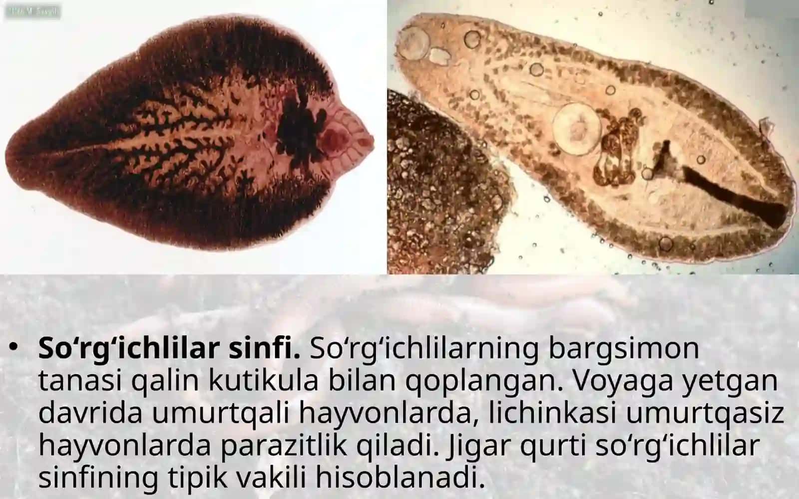 Yassi chuvalchang tipi soʻrgʻichli va tasmasimon chuvalchanglar sinfi 2