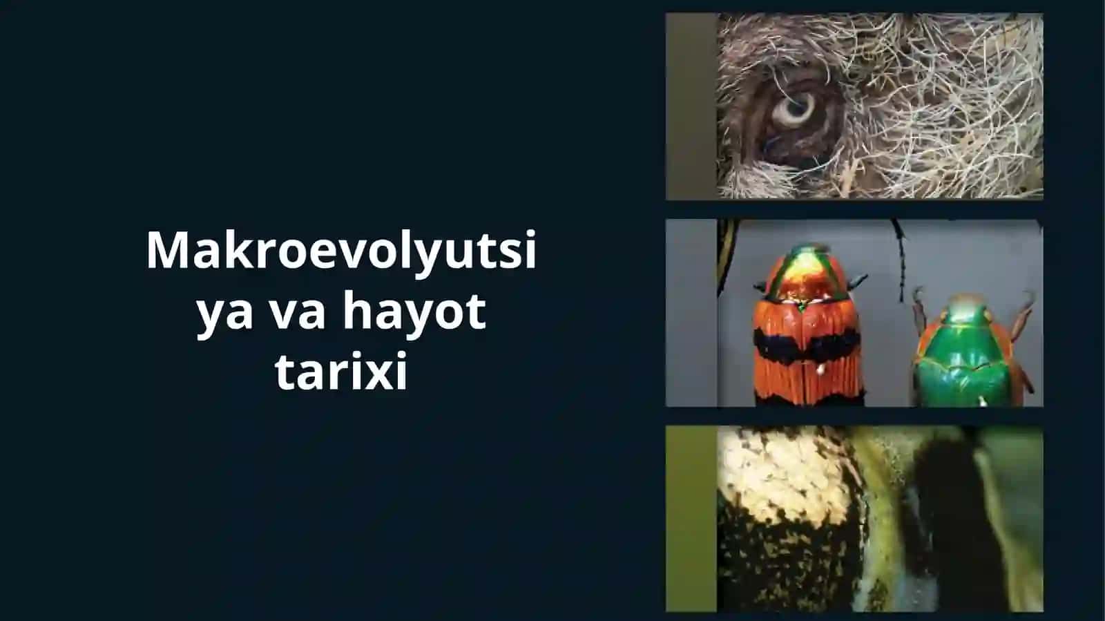 Barg kesuvchi chumolilar (Atta) 2
