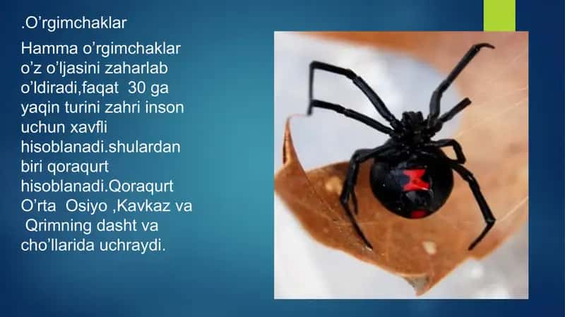O’rgimcaksimonlarning Xilma-xilligi 2