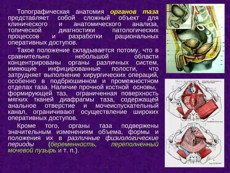 Топографическая анатомия таза 2