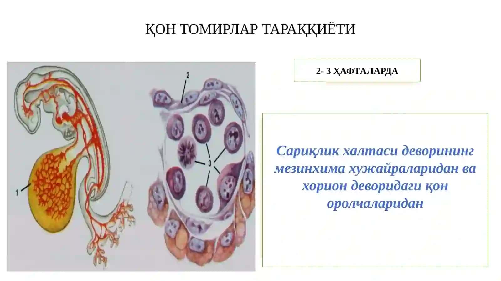 Юракқон томир ва иммун химоя тизими 2