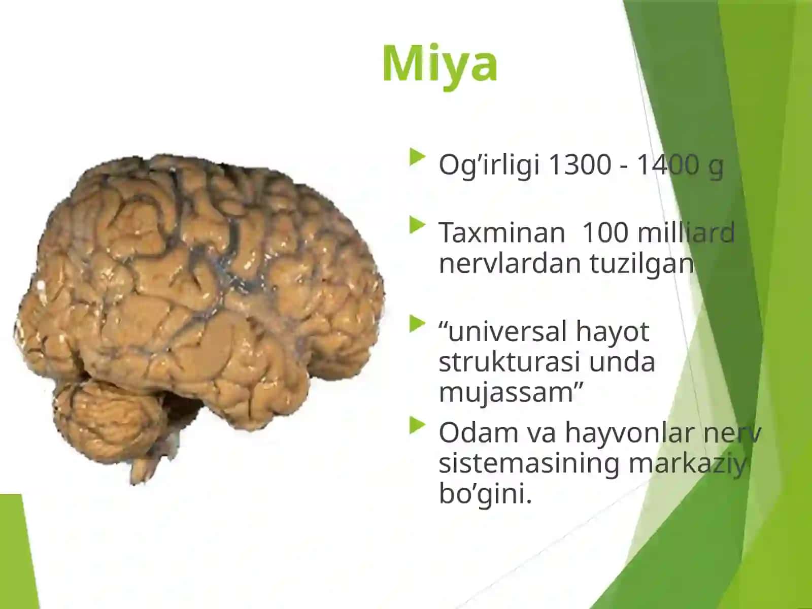 Boshmiya nervlari 2