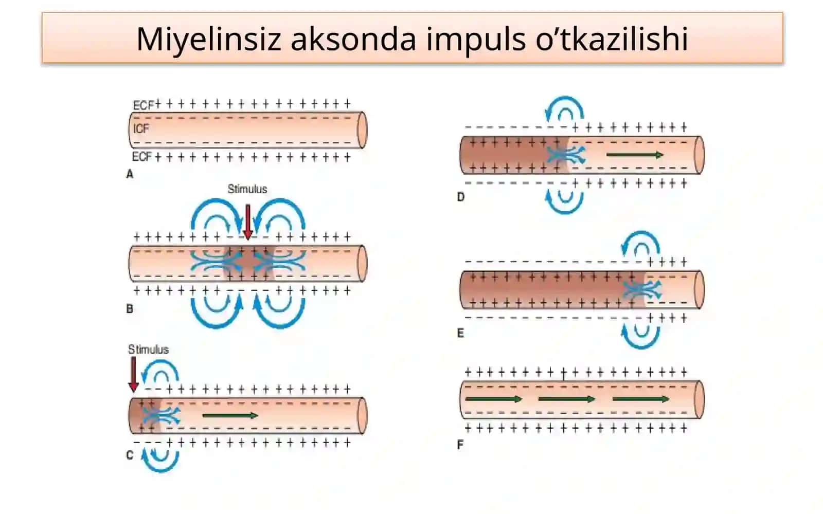 Fiziologiya3 2