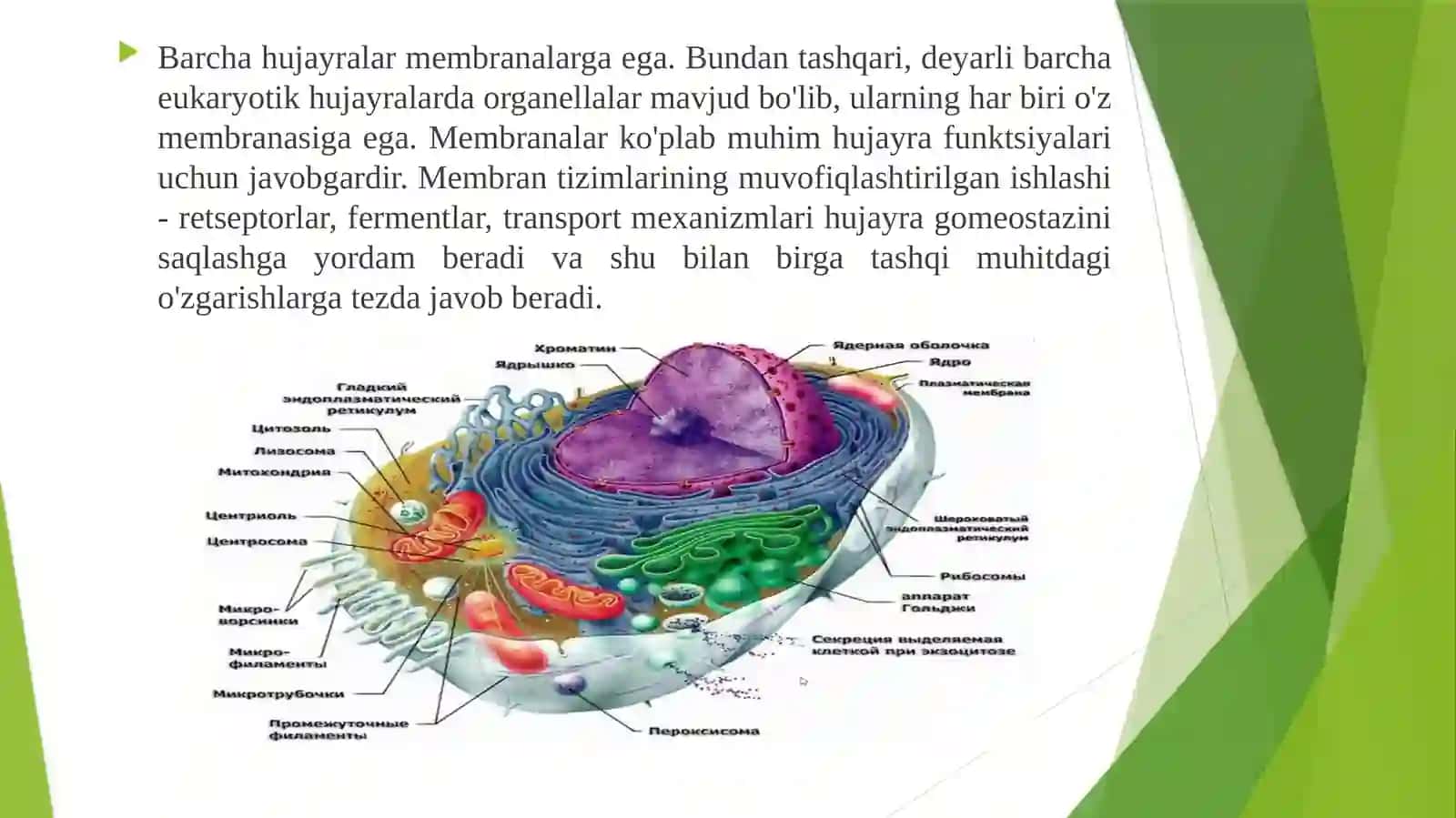 Biologik membranalar 2