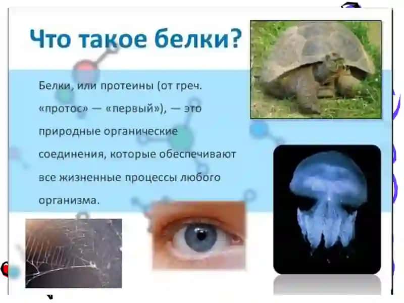 СТРОЕНИЕ И СВОЙСТВА БЕЛКОВ 2