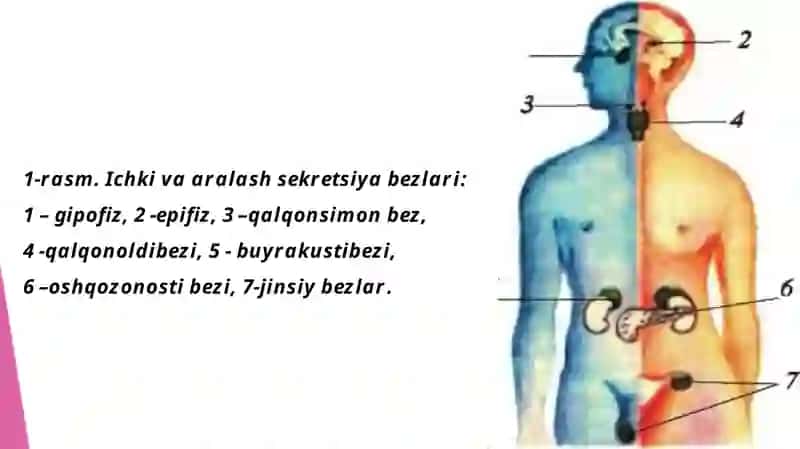 Sekretsiyabezlarito‘g‘risidatushuncha 2