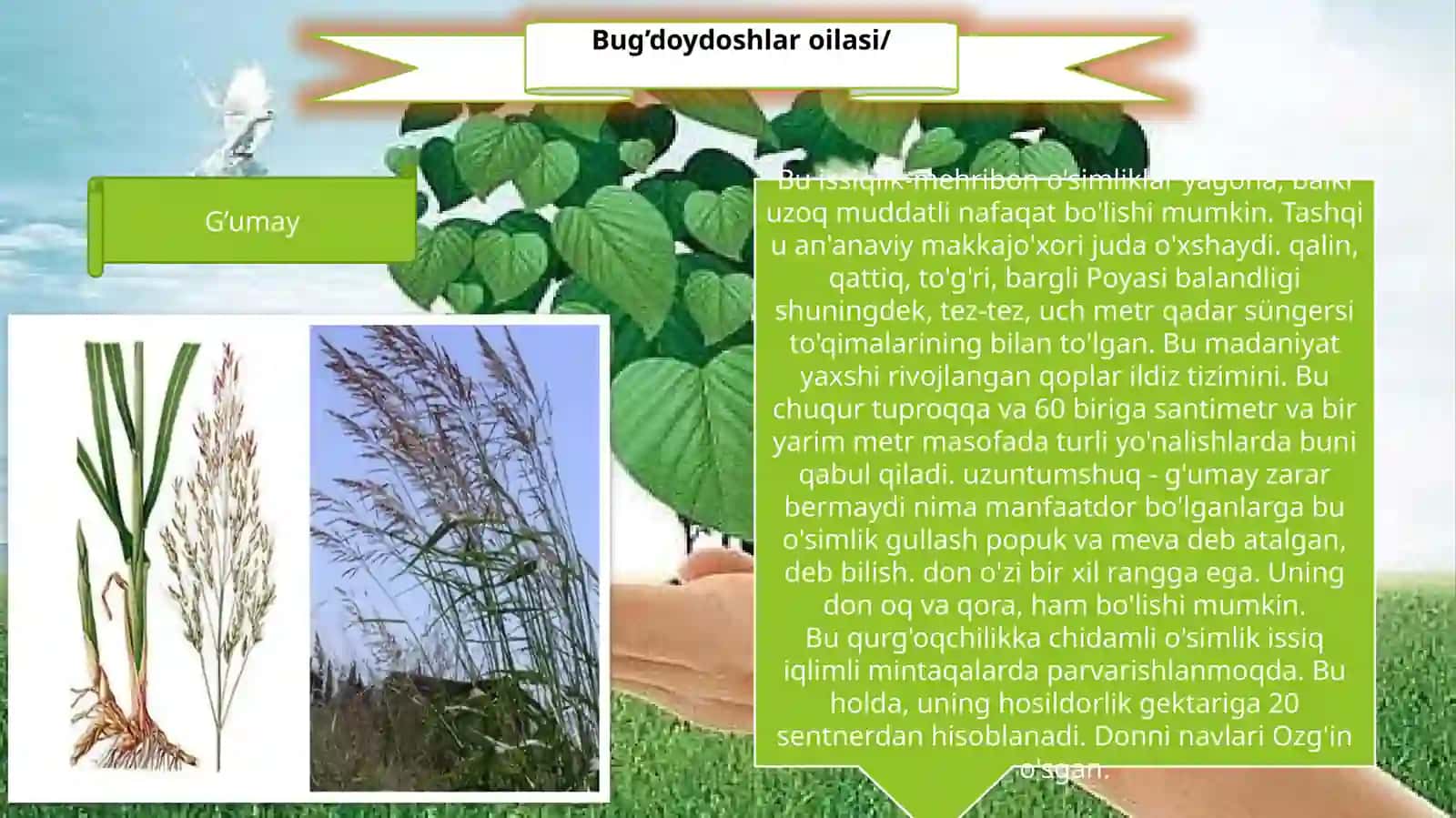Bug’doydoshlar oilasi, G’umay 2