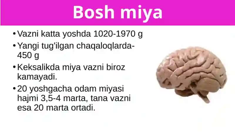 Boshmiyaning tuzilishi va funksiyasi 2