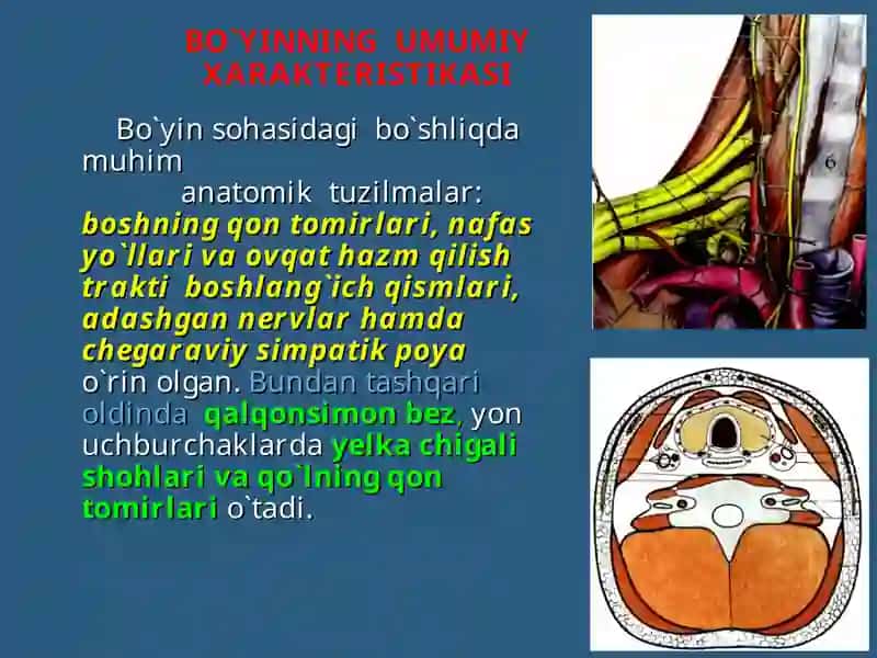 BO`YIN SOHASINING CHEGARALARI 2