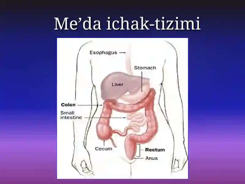 MEDA OSTI BEZI ENDOKRIN 2