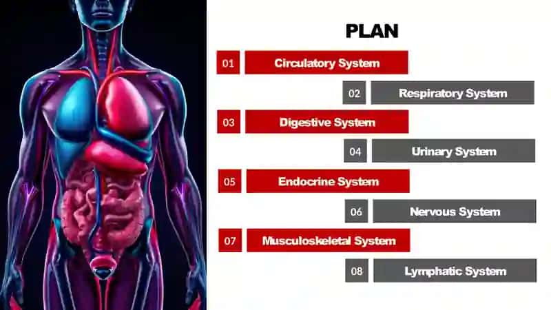 Human internal organs (Odam ichki organlari) 2