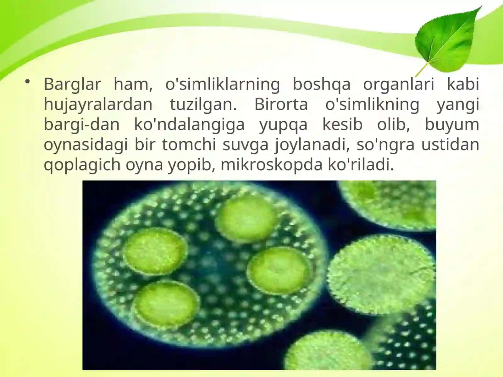 BARGLARNING ICHKI TUZILISHI 2