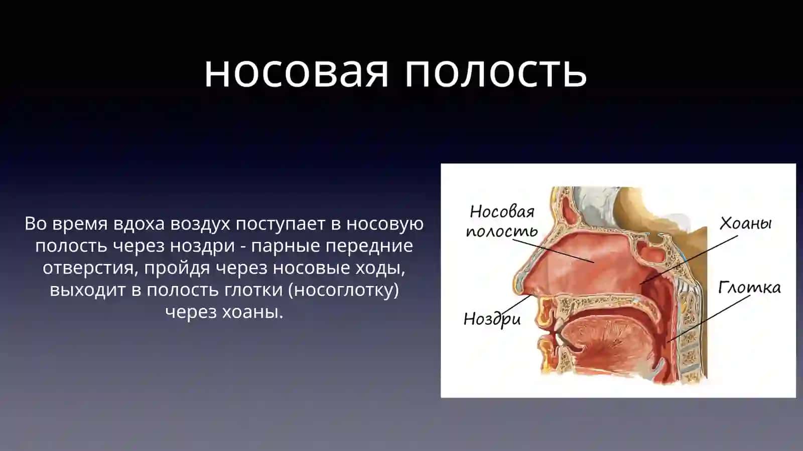 Дыхательная система 2