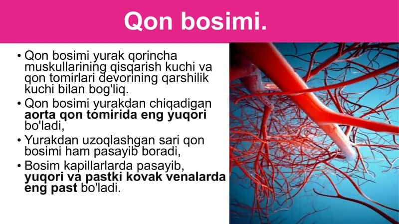 Qonning tomirlar bo‘ylab oqishi 2