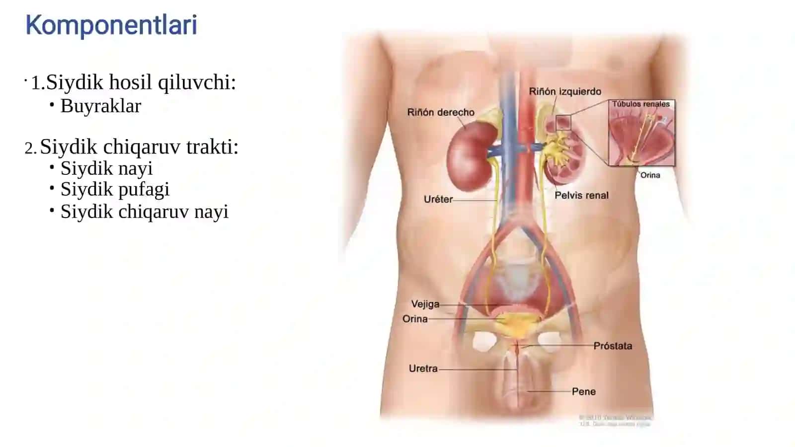 Siydik hosil qiluvchi 2