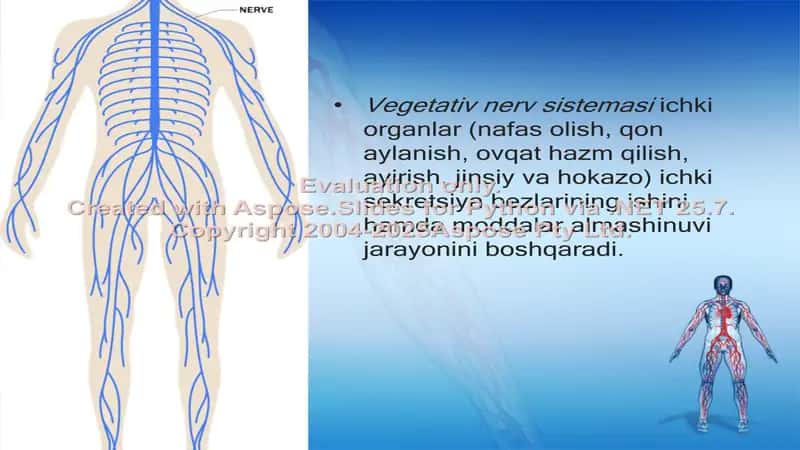 Vegetativ nerv sistemasi 2