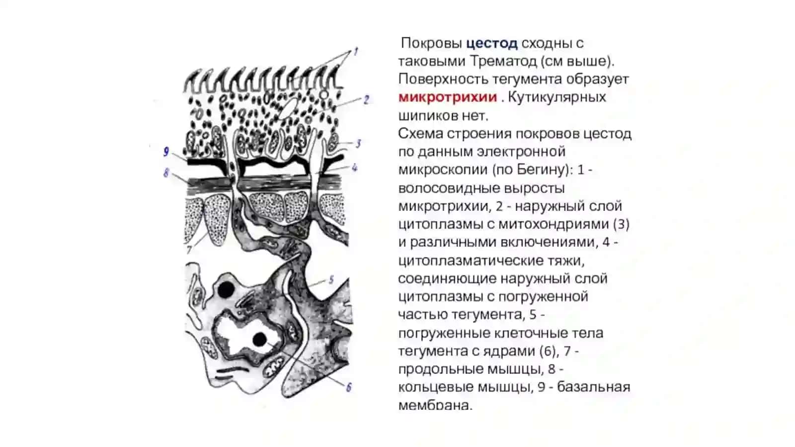 TASMASIMON CHUVALCHANGLAR (CYSTODA) SINF 2