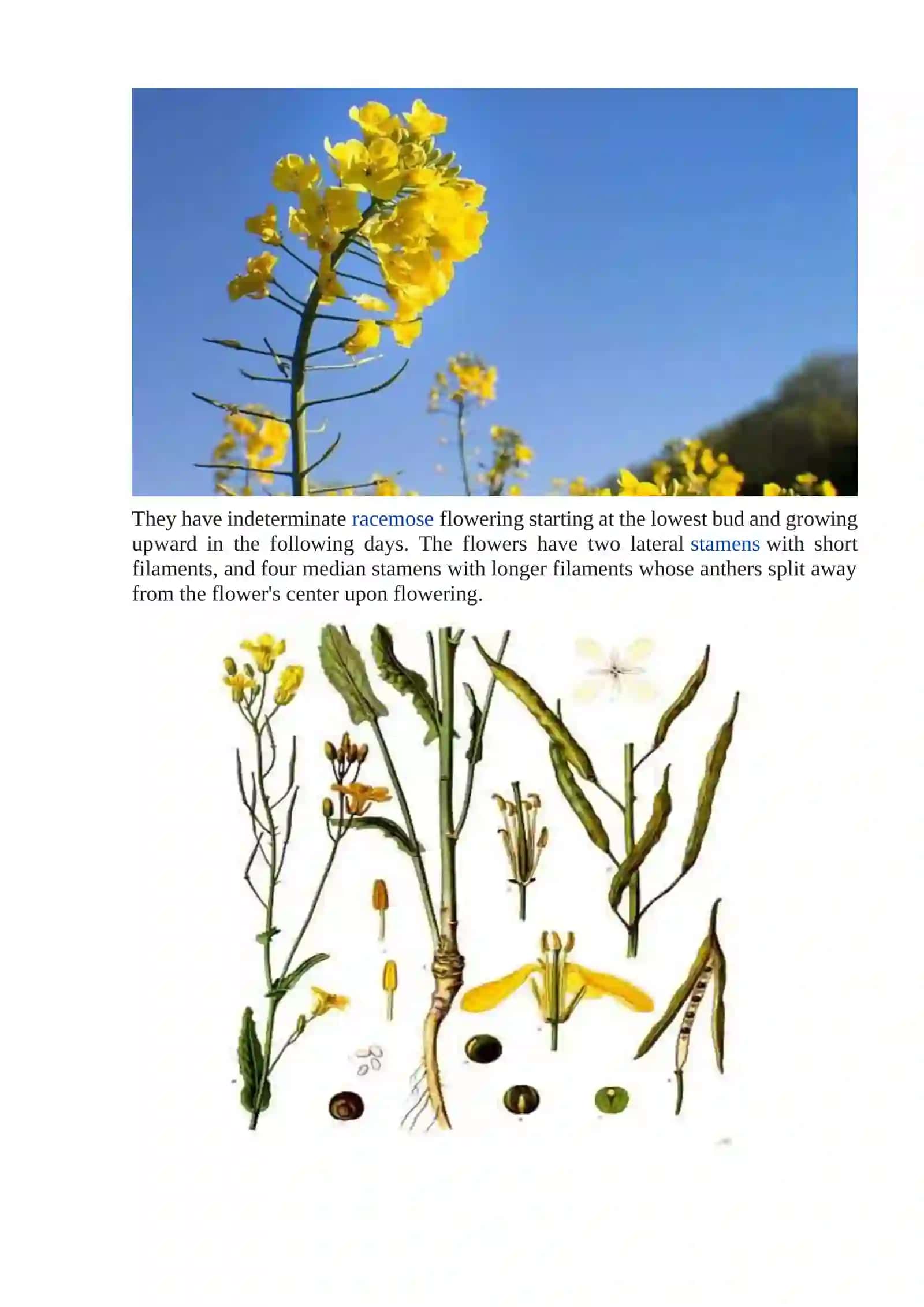 Variety traits of rapeseed 2