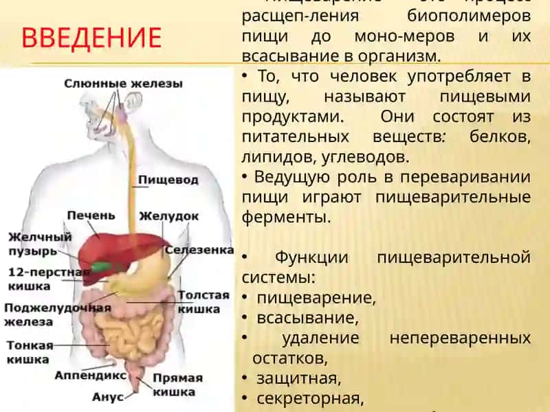 Пишеварительная система 2