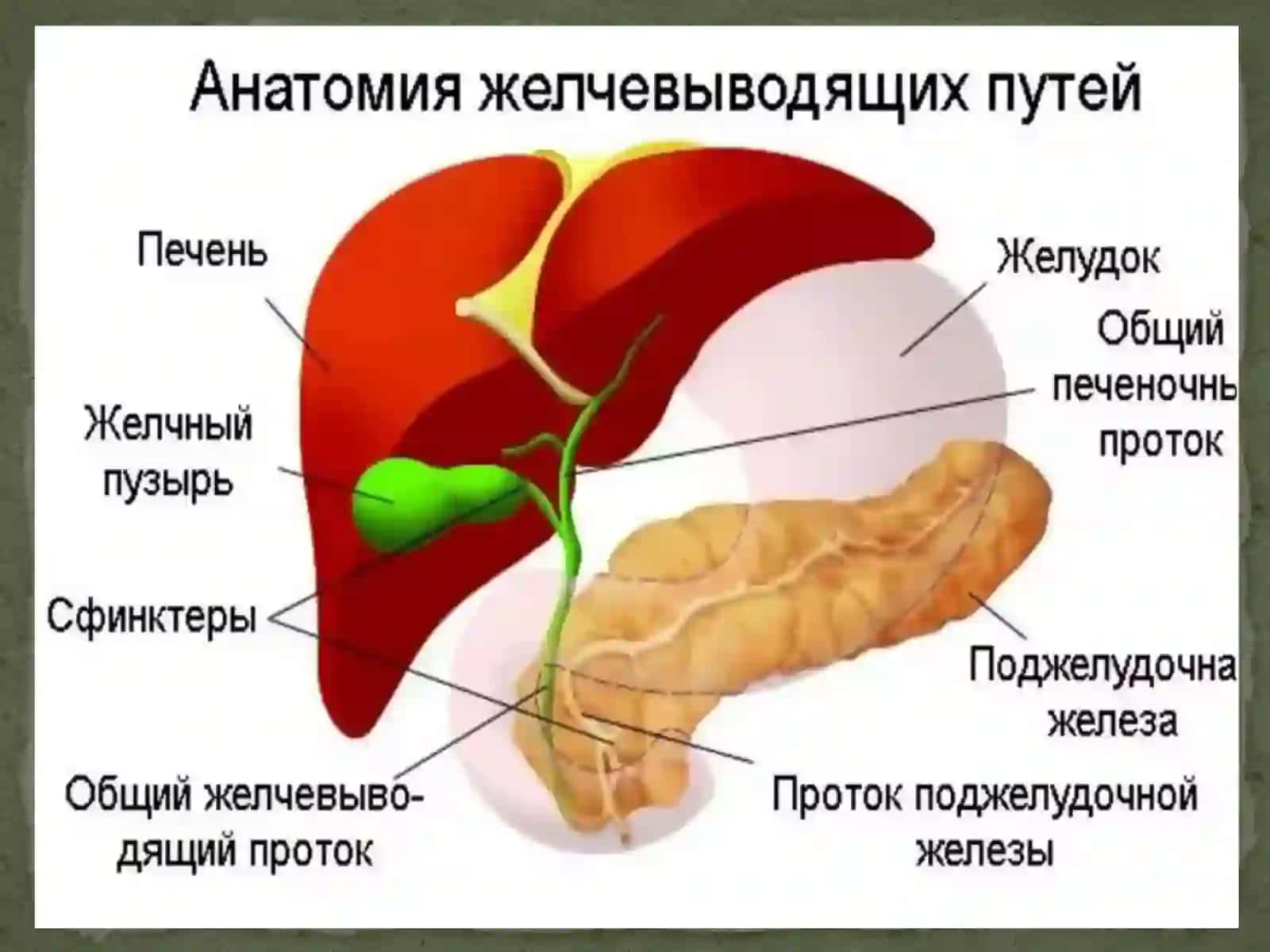 Дискинезия желчевыводящих путей у детей 2