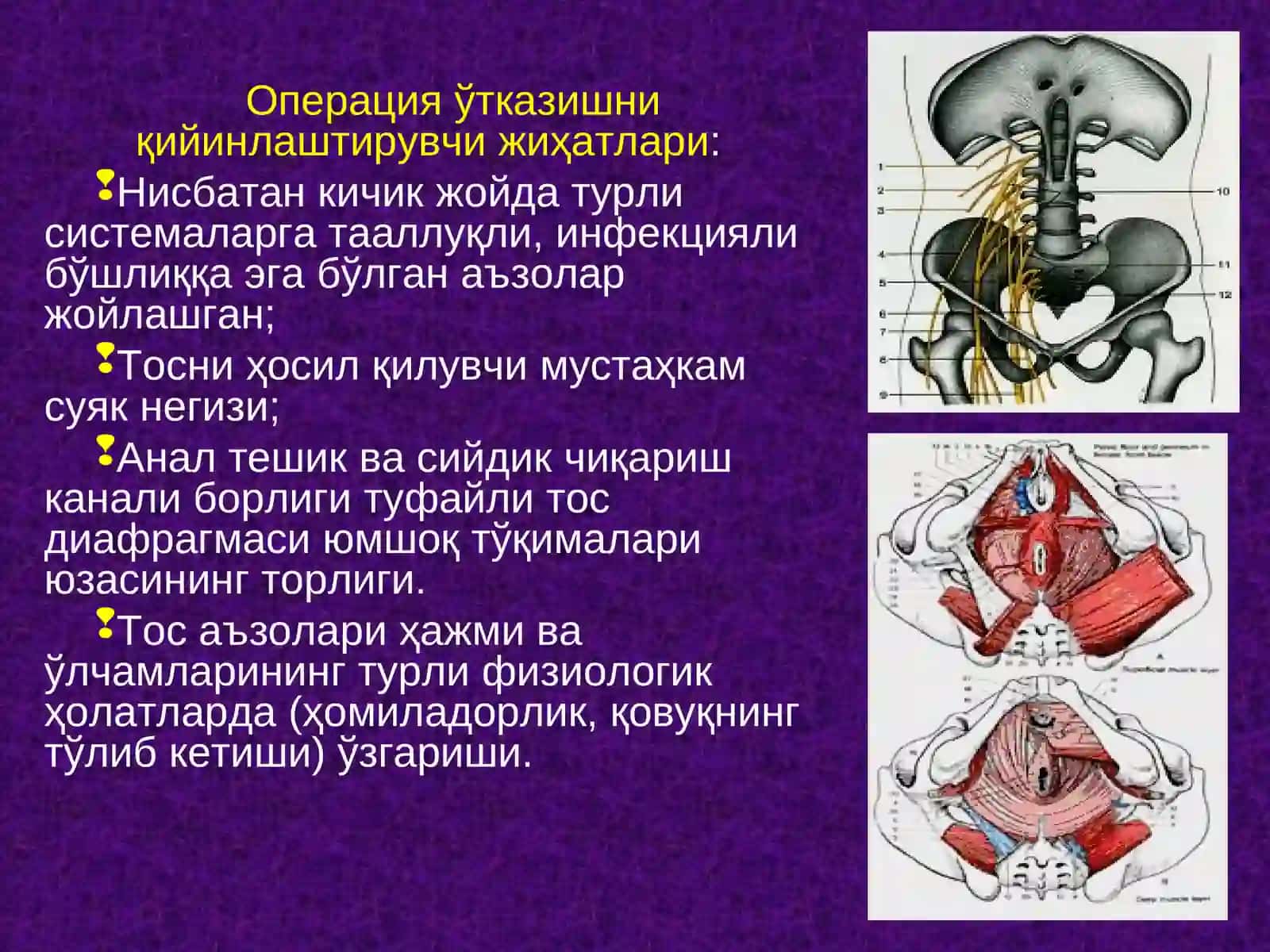 Тос чаноғи топографик анатомияси 2