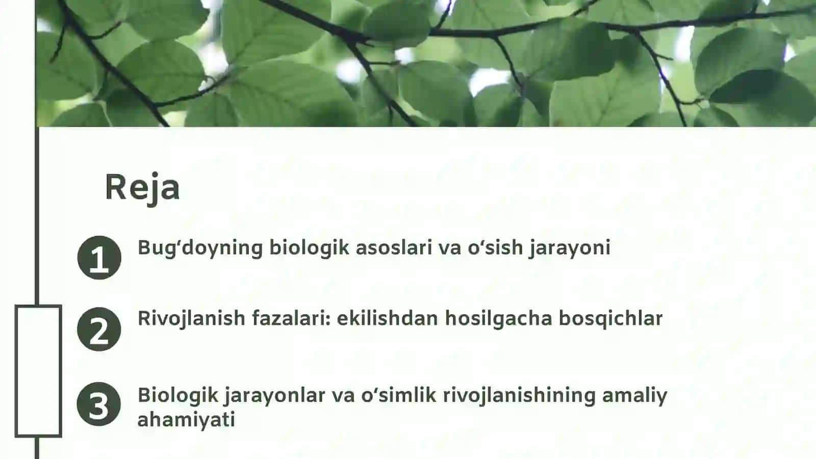 Bugʻdoy biologiyasi, rivojlanish fazalari 2