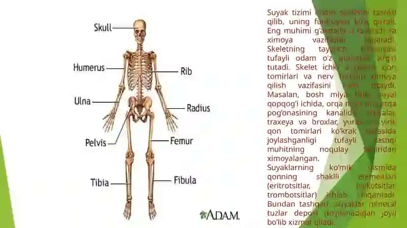 Harakattayachtizimining antomiyasi 2