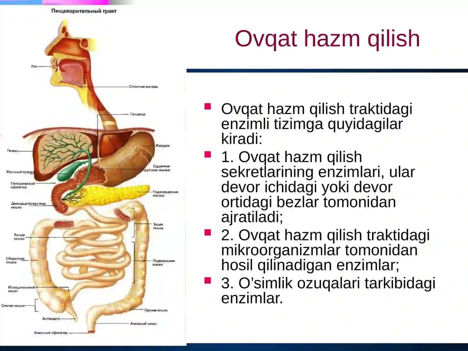 Ovqat hazm qilish.pptx 2