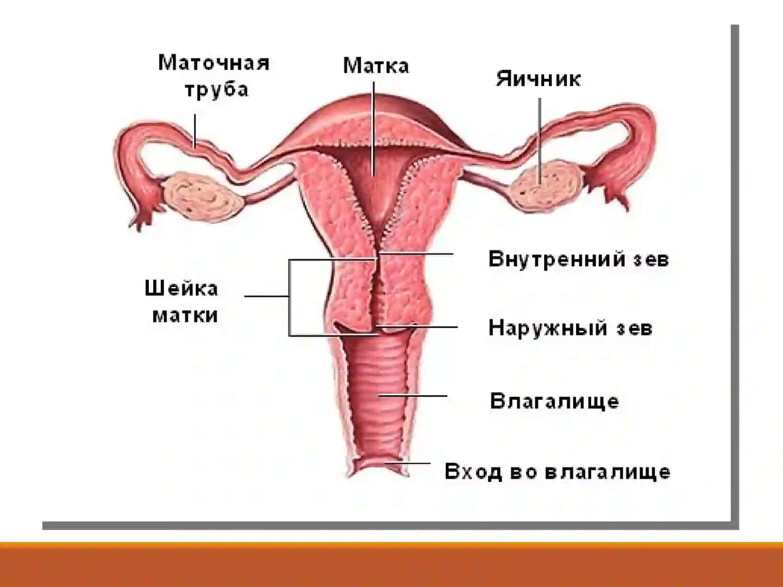 АЁЛЛАР ЖИНСИЙ СИСТЕМАСИ 2
