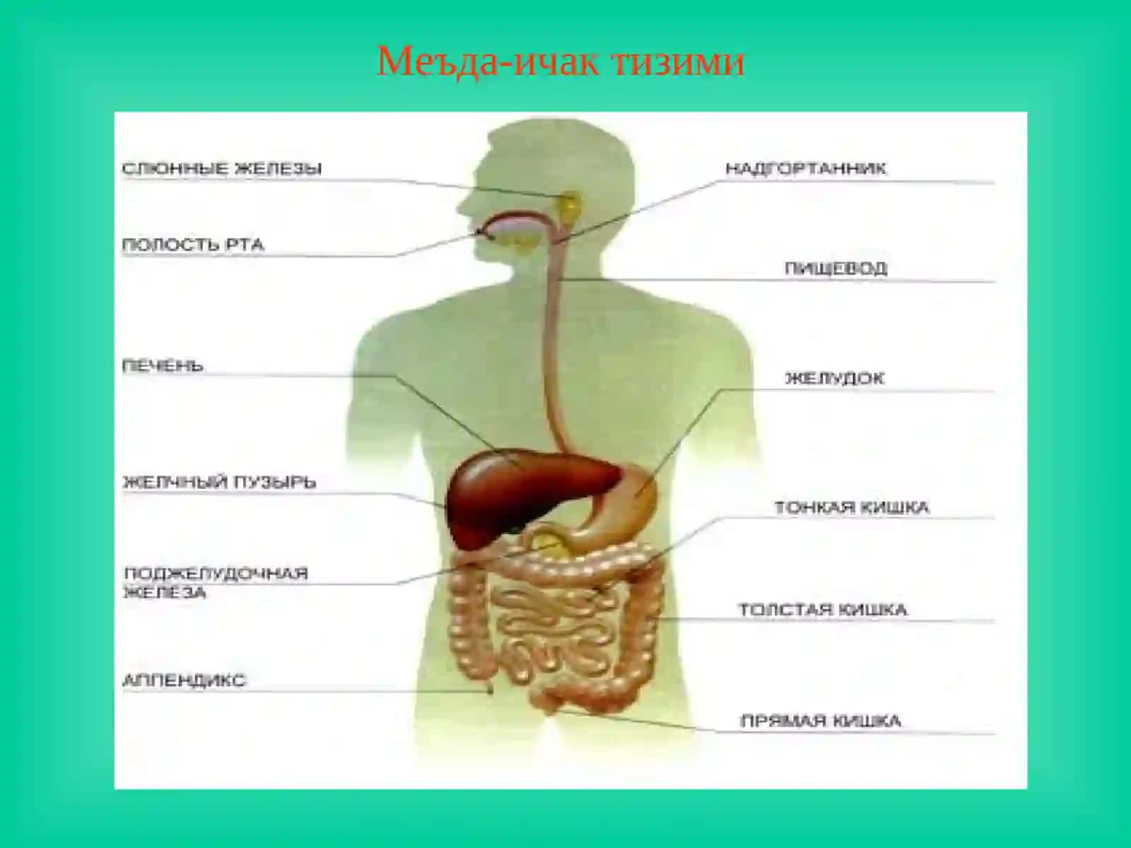 Йўғоничак касалликлари 2