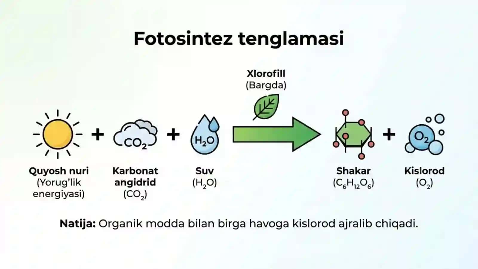 Fotosintez - barglarda organik moddalarning hosil bo'lishi 2