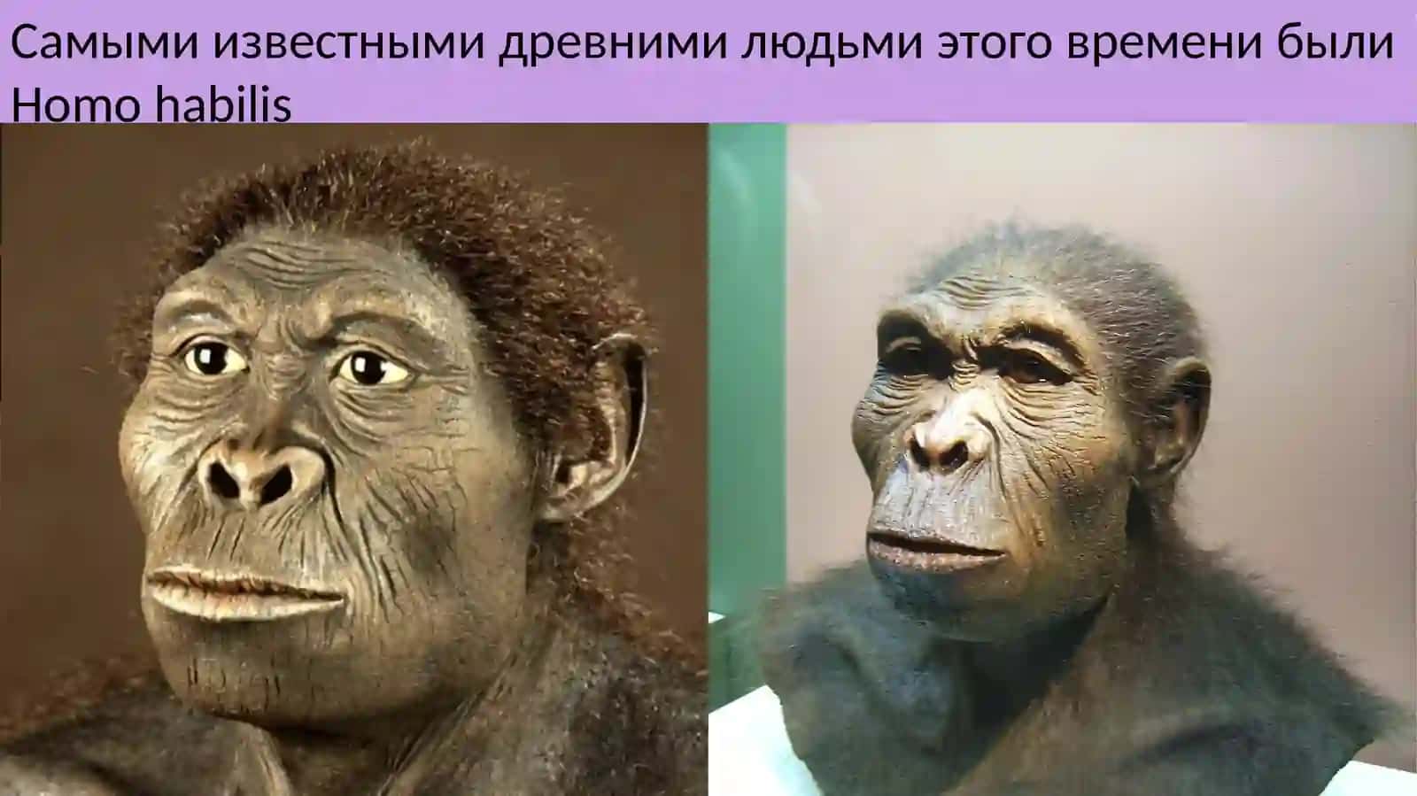 Ранний палеолит 2