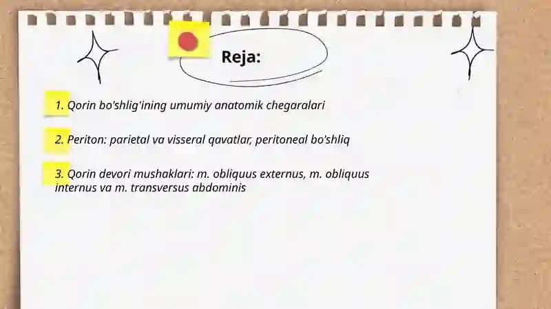 Qorin bo'shlig'ining umumiy anatomik chegaralari 2