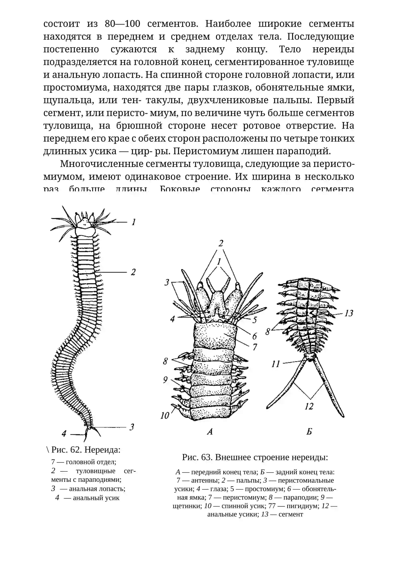 ОСОБЕННОСТИ СТРОЕНИЯ МНОГОЩЕТИНКОВЫХ ЧЕРВЕЙ 2